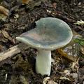 Russula_cyanoxantha_bm2078