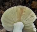 Russula_cyanoxantha_bm2084