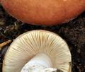 Russula_decipiens_bs6946