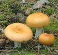 Russula_decolorans_ac0911