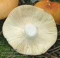 Russula_decolorans_ac0916