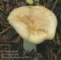 Russula_decolorans_ac7984