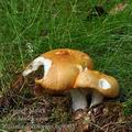 Russula_decolorans_bc9903