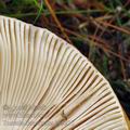 Russula_decolorans_bc9910