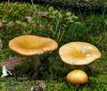 Russula_decolorans_bi0831