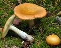 Russula_decolorans_bi0837