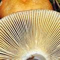 Russula_decolorans_bi0839