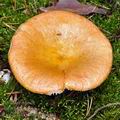 Russula_decolorans_bi0848