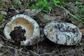 Russula_delica_cd8213