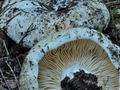 Russula_delica_cd8217