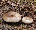 Russula_densifolia_bi0896