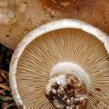 Russula_densifolia_bi0904