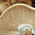 Russula_densifolia_bi0910