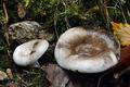 Russula_densifolia_ca3503