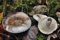 Russula_densifolia_ca3504