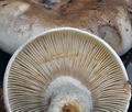 Russula_densifolia_ca3511