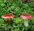 Russula_emetica_al9965