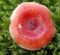 Russula_emetica_al9967