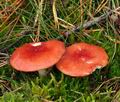 Russula_emetica_bp3449