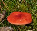 Russula_emetica_bp3457