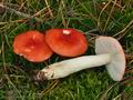 Russula_emetica_bp3469