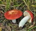 Russula_emetica_bs7236