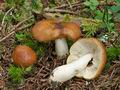 Russula_favrei_ce7556s