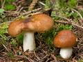 Russula_favrei_ce7574s