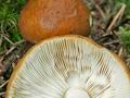 Russula_favrei_ce7587s