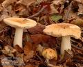 Russula_fellea_a8334