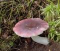 Russula_fragilis_ac1974