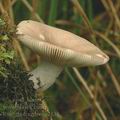 Russula_fragilis_ag2138