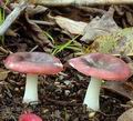 Russula_fragilis_am1276