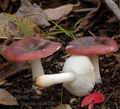 Russula_fragilis_am1280