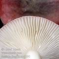 Russula_fragilis_am1290