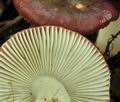 Russula_fragilis_bm6194