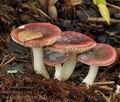 Russula_fragilis_bm6202