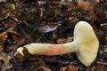 Russula_gracillima_bv2928