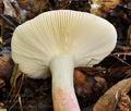 Russula_gracillima_bv2934