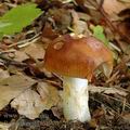 Russula_grata_al5996