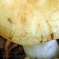 Russula_grata_al6009