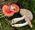 Russula_grisescens_bo2647