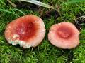 Russula_grisescens_bo2650