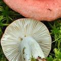 Russula_grisescens_bo2651