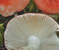 Russula_grisescens_bo2657