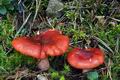 Russula_helodes_bv1479