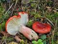 Russula_helodes_bv1482