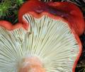 Russula_helodes_bv1485