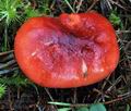 Russula_helodes_bv1490