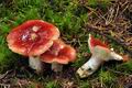 Russula_helodes_bv5664